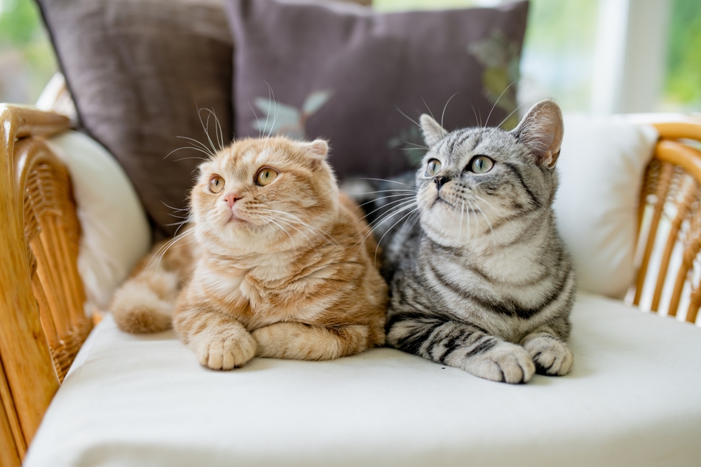 Red,Scottish,Fold,And,British,Shorthair,Silver,Tabby,Cats,Having